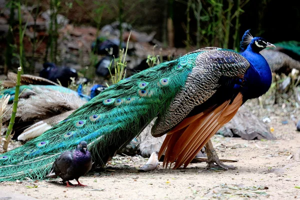 Pfau mit offenen Flügeln — Stockfoto