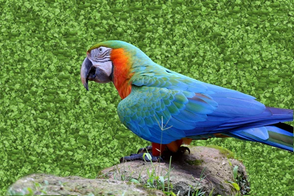 Ara ararauna aislada sobre fondo de hojas verdes — Foto de Stock