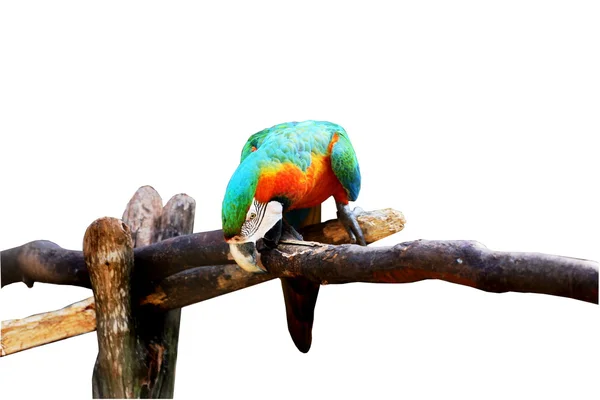 Ara ararauna em galho seco isolado sobre um fundo branco — Fotografia de Stock