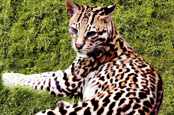 豹猫和草 — 图库照片