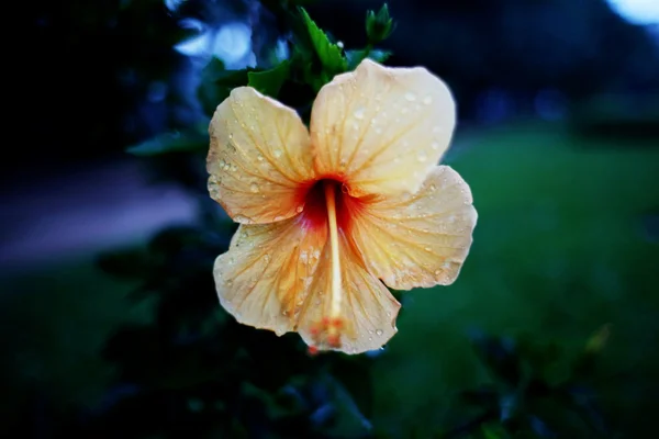 Hibisco-amarela — Fotografia de Stock
