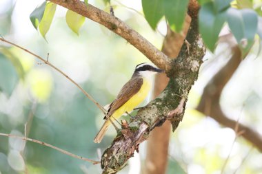 pitangus sulphuratus profili