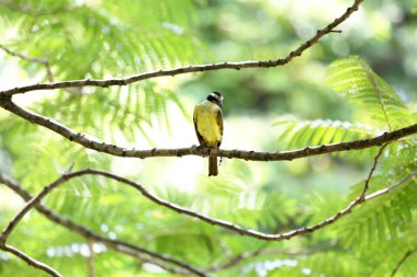 Pitangus sulphuratus