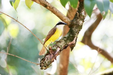 pitangus sulphuratus profili