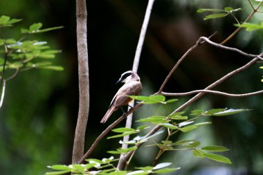 pitangus sulphuratus profili