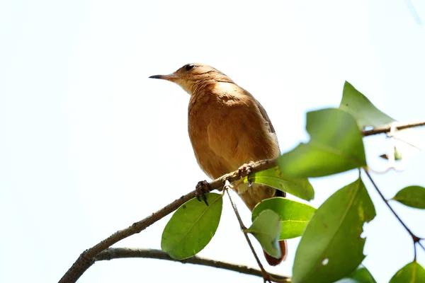 Furnarius rufus ветвь — стоковое фото