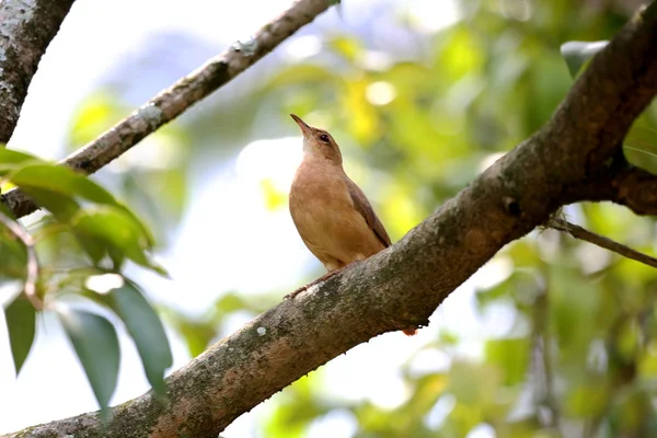 Furnarius rufus ветвь — стоковое фото