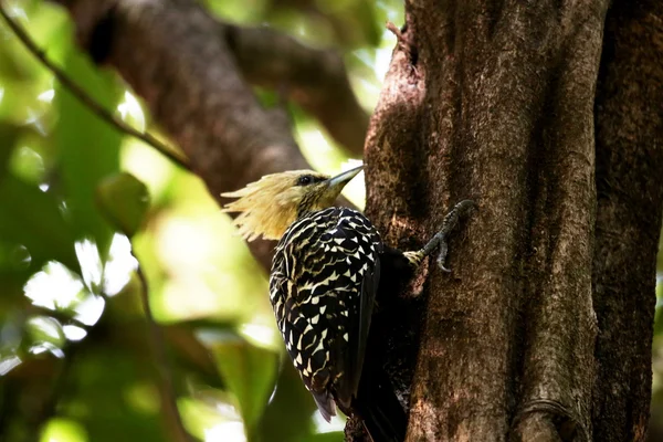 Celeus flavescens pecking tree — Stock Photo, Image