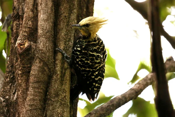 Celeus flavescens nd arvore — Stock Photo, Image