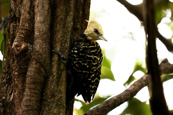 Celeus flavescens nd arvore — Stock Photo, Image