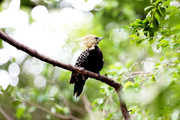 Celeus flavescens the branch — Stock Photo, Image