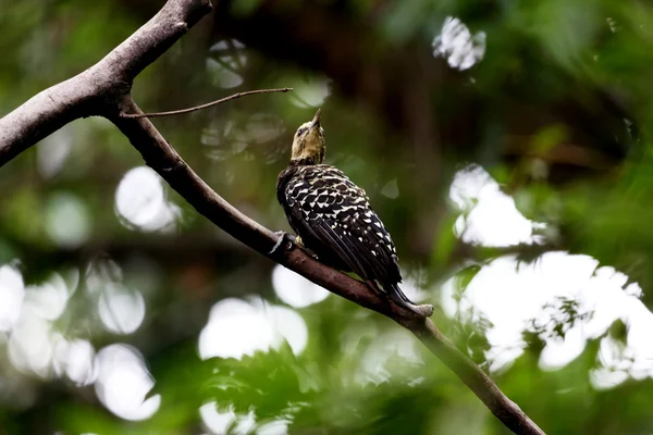 Celeus flavescens the branch — Stock Photo, Image