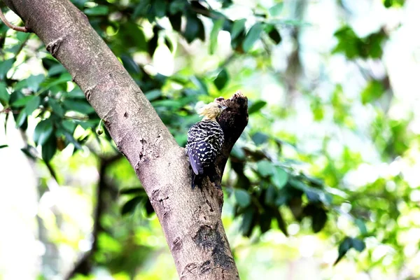 Celeus flavescens the branch — Stock Photo, Image