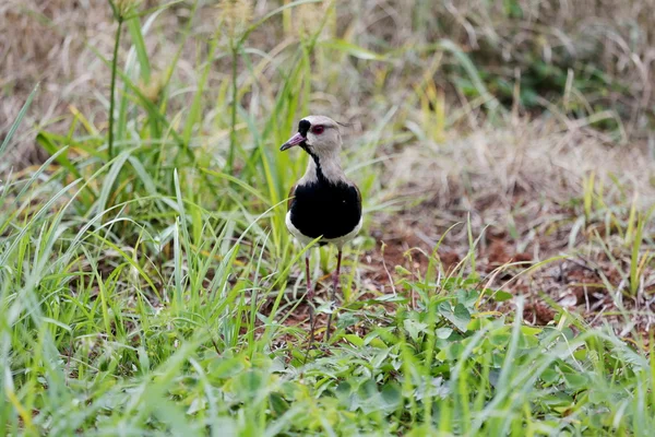 Vanellus chilensis frente — Fotografia de Stock