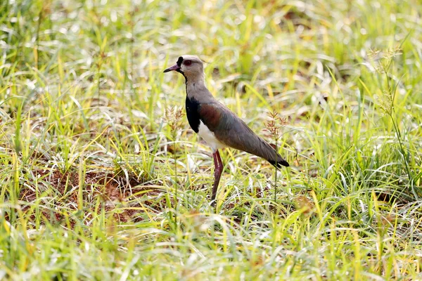 Vanellus chilensis profil — Stock fotografie