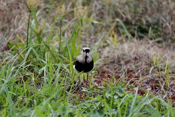 Vanellus chilensis — 스톡 사진