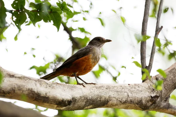 Turdus rufiventris la branche — Photo