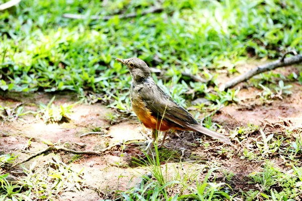 Turdus rufiventris — Fotografia de Stock