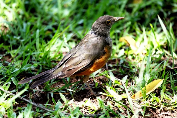 Turdus rufiventris — Foto Stock