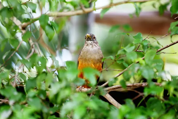 Turdus rufiventris — Stockfoto