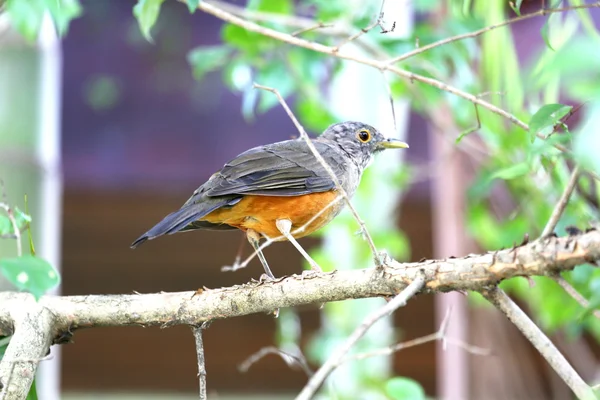 Turdus rufiventris — Zdjęcie stockowe