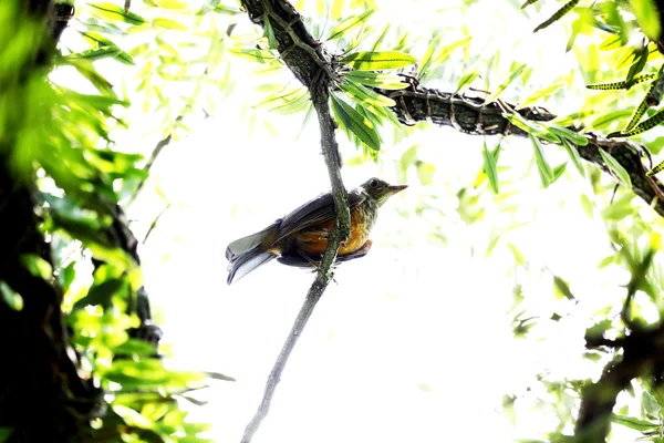 Bird on branch — Stock Photo, Image