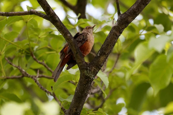 Turdus rufiventris — Stock Photo, Image