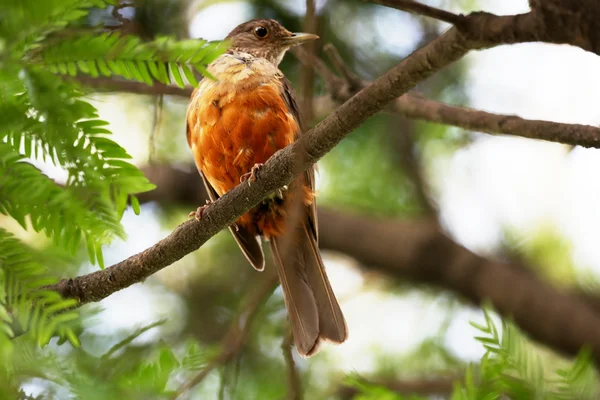 Turdus rufiventris — Zdjęcie stockowe