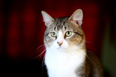 Kedi yaklaş.