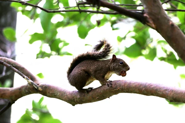 Eichhörnchen auf dem Ast — Stockfoto