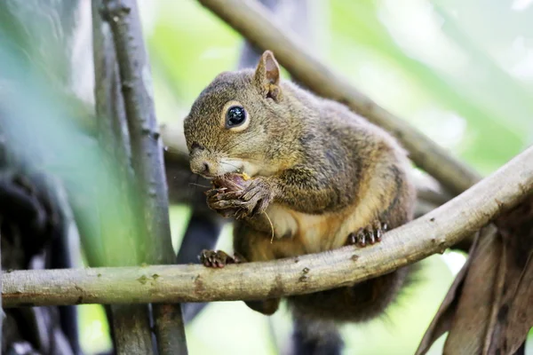 Eichhörnchen auf dem Astprofil — Stockfoto