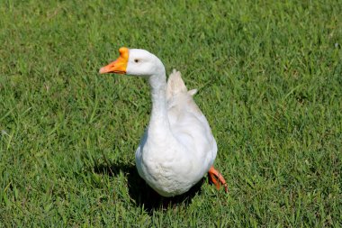 çimenlerin üzerinde ördek