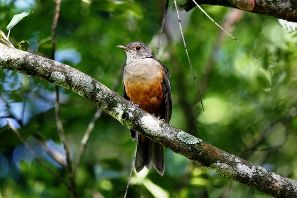 Turdus rufiventris — Zdjęcie stockowe