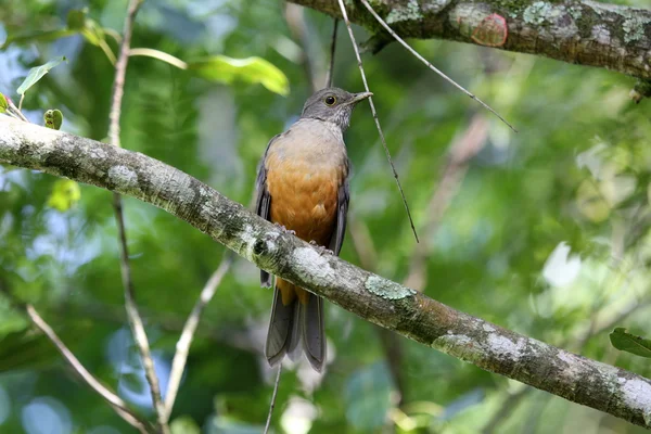 Turdus rufiventris — Stock Fotó