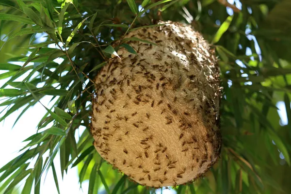 Arıların içinde ev — Stok fotoğraf