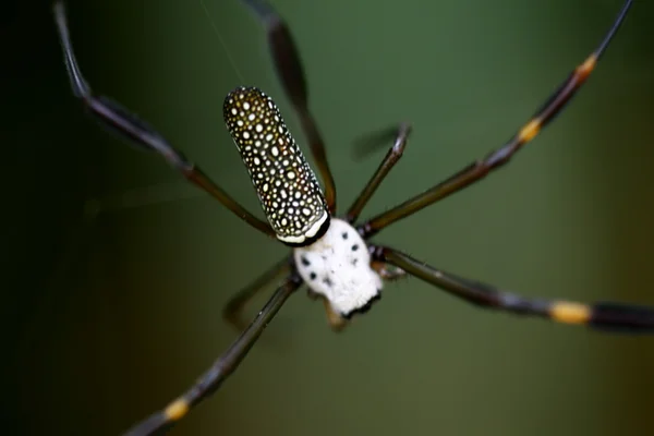 Araña — Foto de Stock