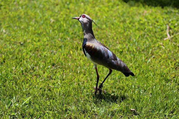 Vanellus chilensis — Stock Photo, Image