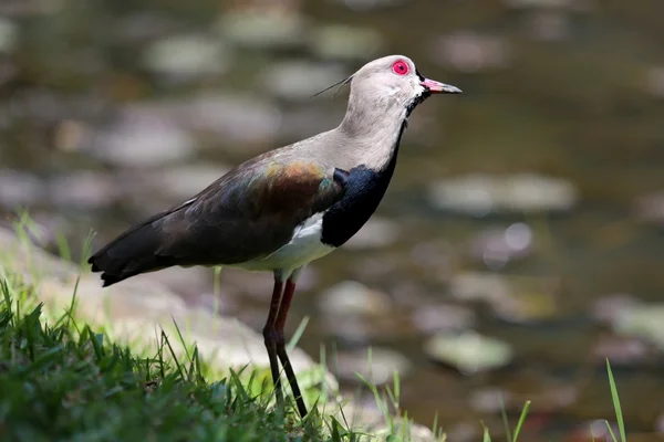 Vanellus chilensis — Stockfoto