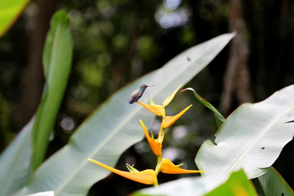 Hummingbird — Stock Photo, Image