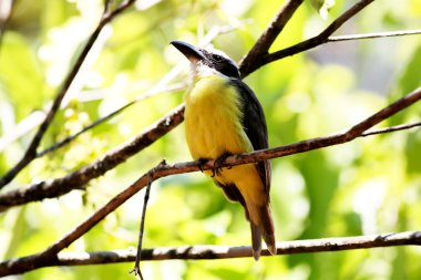 Pitangus sulphuratus