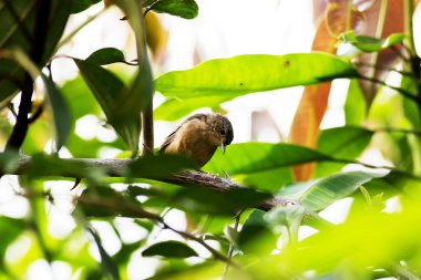 Troglodytes musculus