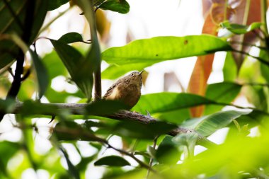 Troglodytes musculus