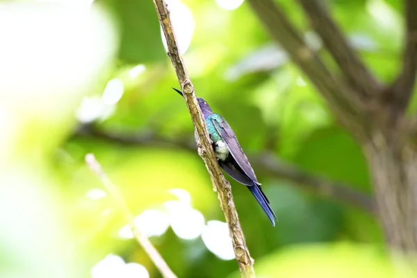 Hummingbird — Stock Photo, Image