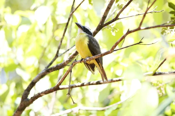 Pitangus sulphuratus — Foto de Stock