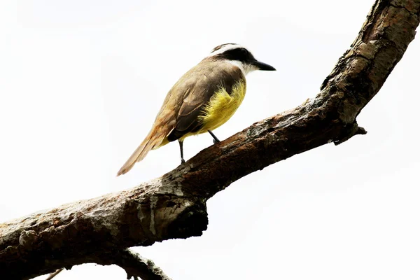 Pitangus sulphuratus — Foto Stock