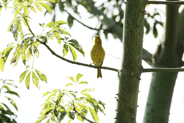 Sicalis flaveola — Stock Photo, Image