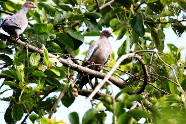 Picazuro patagioenas