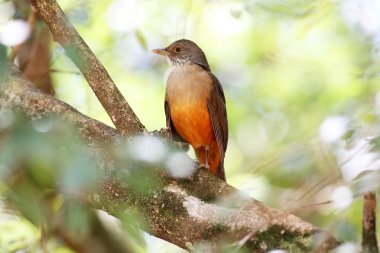 Kızıl karınlı ardıç kuşu