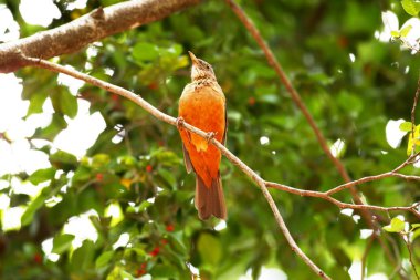 Kızıl karınlı ardıç kuşu