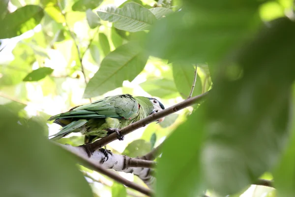 Parakeet — Stock Photo, Image